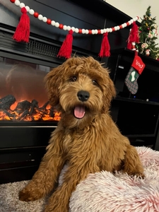 F1 Mini Goldendoodle Mila of Scout & Tyke